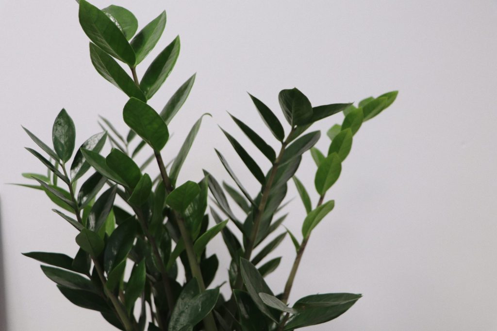 Psychologie, Praktijk, Goes