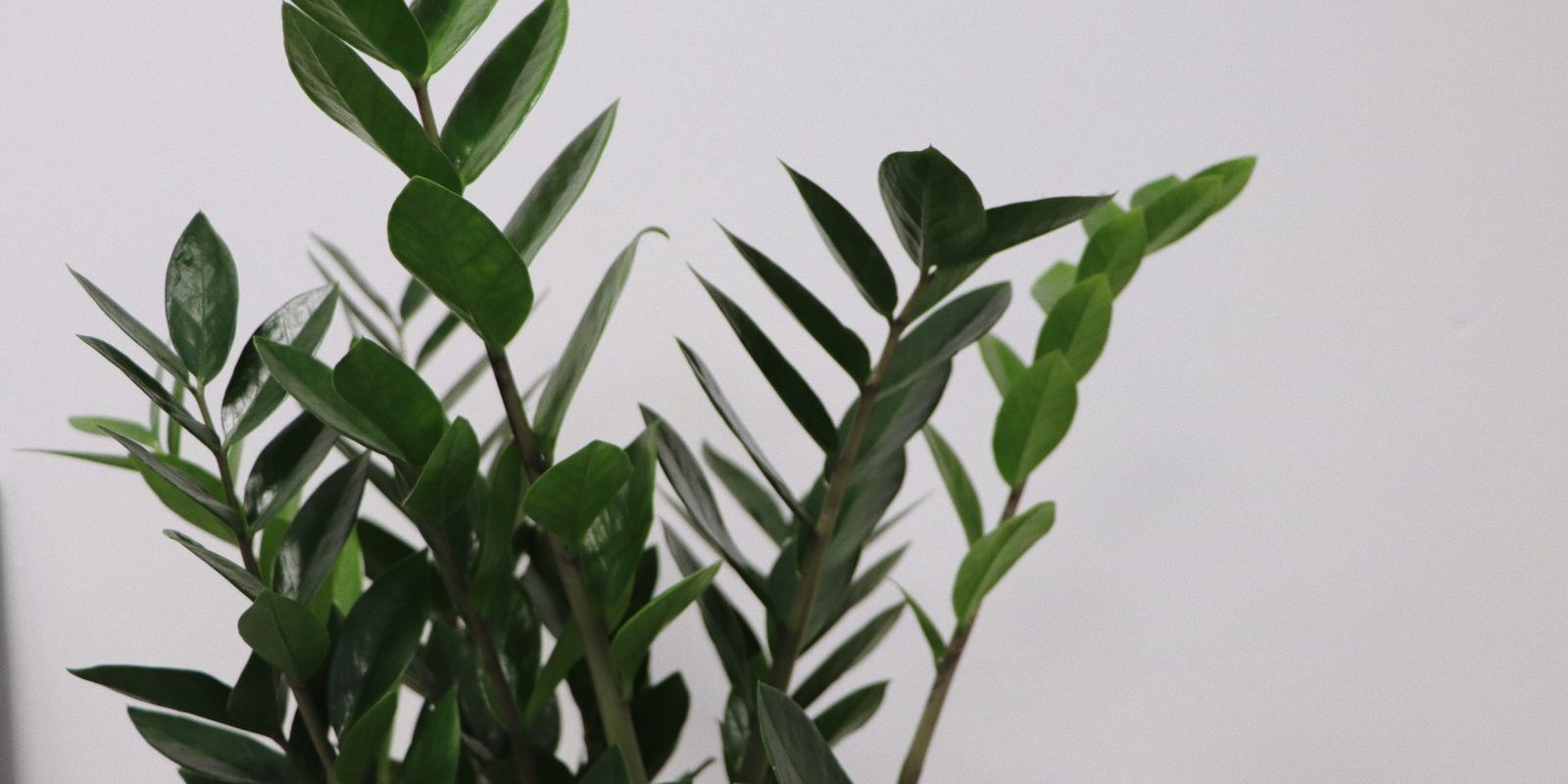 Psychologie, Praktijk, Goes